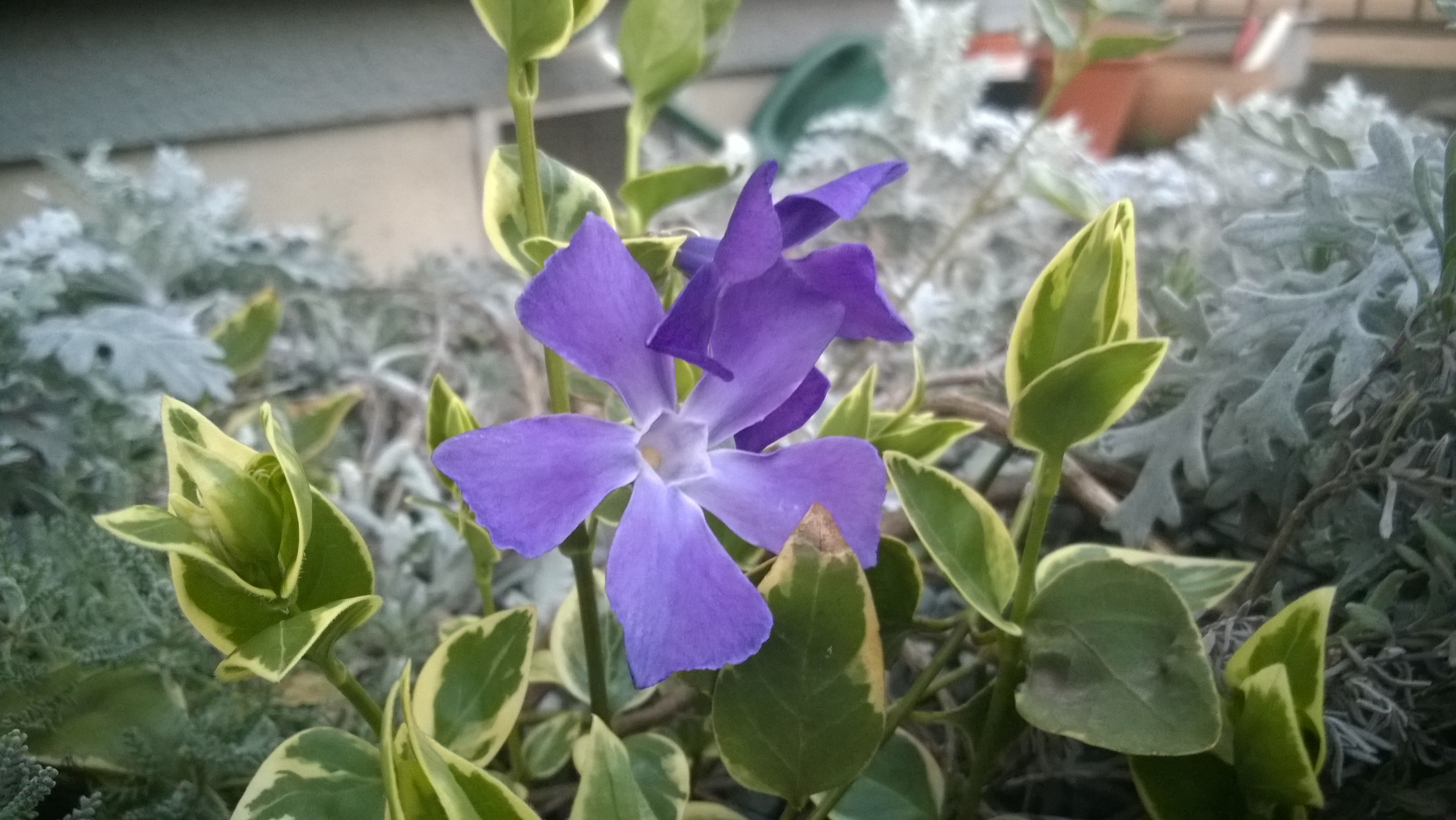 Lumia 525 Sample Photo