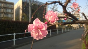 Nokia Lumia 925 Sample Photo(夕方日陰)