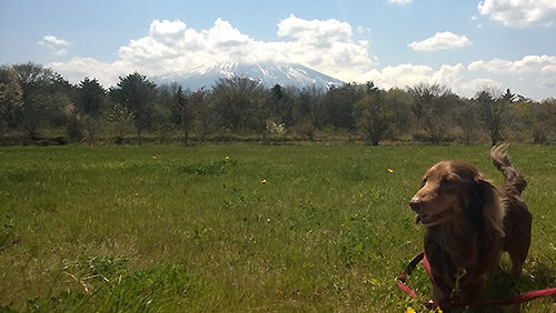 富士山とマロちゃん