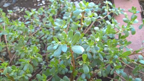 カメラモジュール交換後のサンプル写真(2)　※クリックでオリジナルサイズ表示