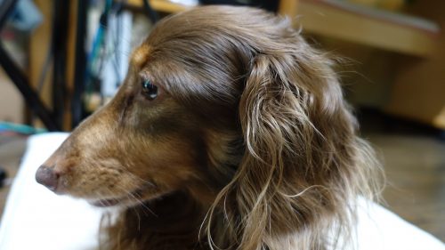 マロちゃんサンプル写真